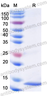 Валидация AntibodySystem YHD68501