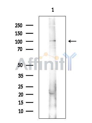 Валидация Affinity DF15614 - 12044