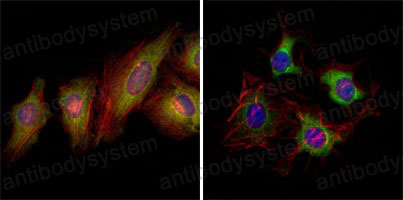 Валидация IF - AntibodySystem RHD82702