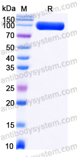 EHN12601, SDS-PAGE