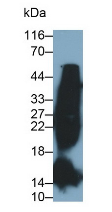 39075