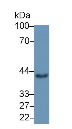40898