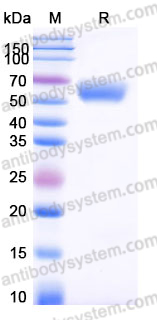 EHJ63402, SDS-PAGE