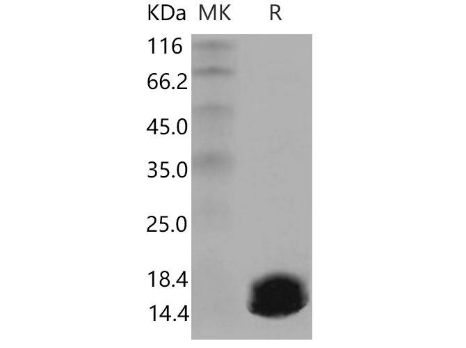 Валидация Elabscience PKSM040792(4758)