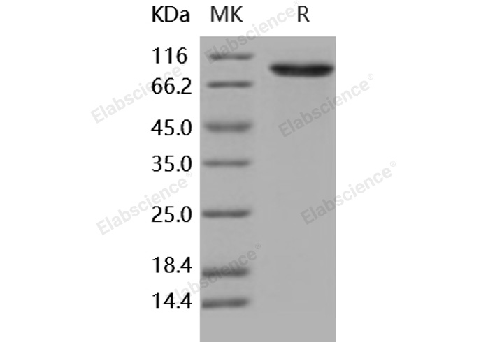 Валидация Elabscience PKSH031758(2393)