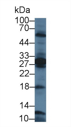 12734