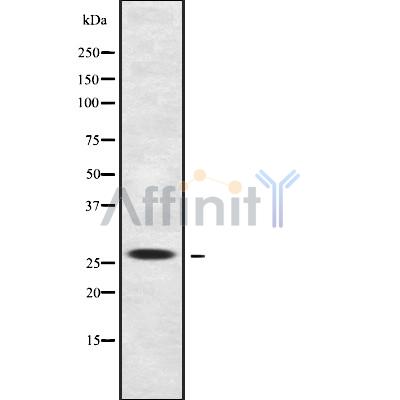 Валидация Affinity DF9285 - 21733