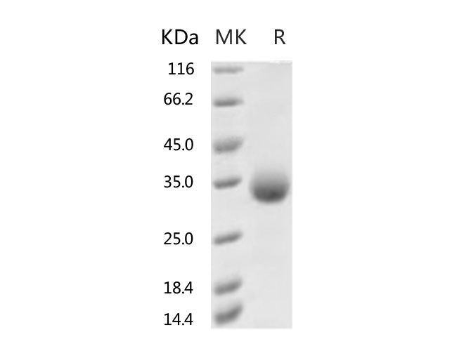 Валидация Elabscience PKSR030529(5846)