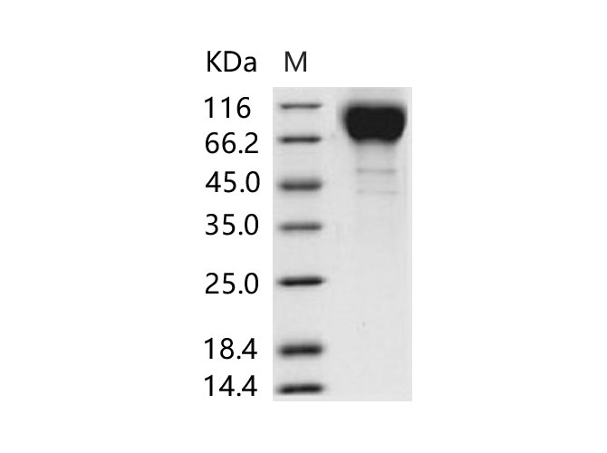 Валидация Elabscience PKSV030184(5961)
