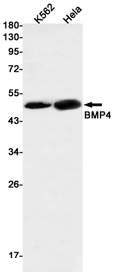 Валидация WB - AssayVector ARM1675 (677)