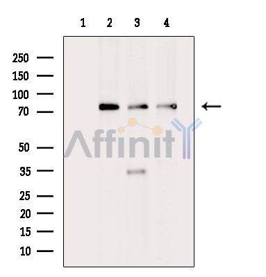 Валидация Affinity DF4075 - 15347