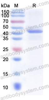 Валидация AntibodySystem YHJ47601