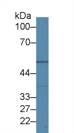 14499