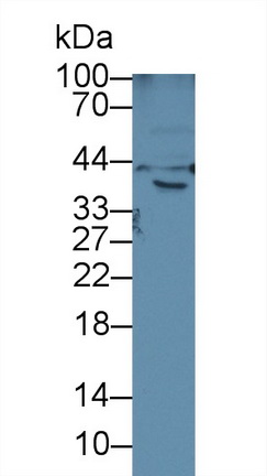 12567