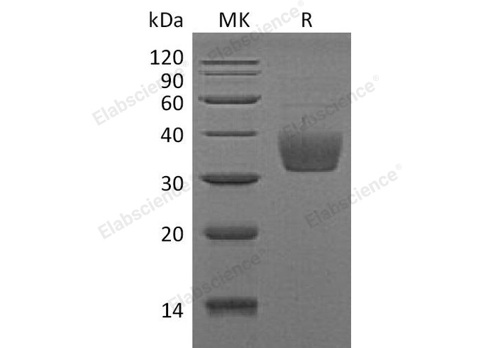 Валидация Elabscience PKSM041147(5059)