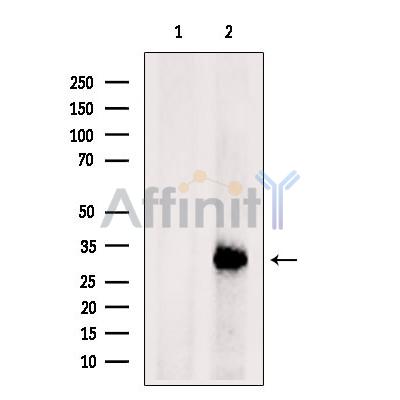 Валидация Affinity DF6499 - 17899