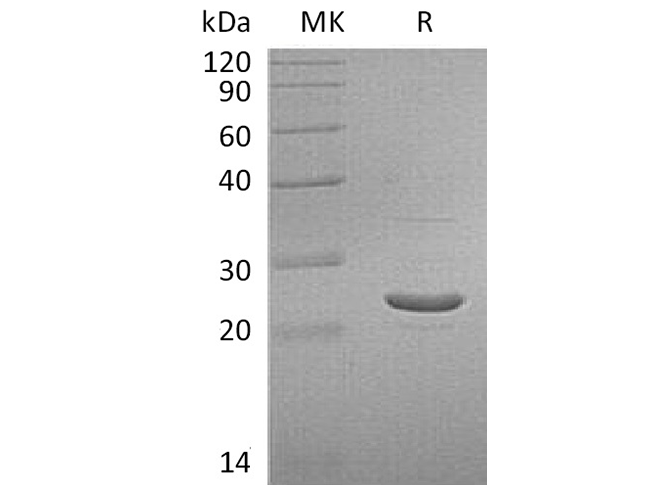 Валидация Elabscience PKSH032496(2962)