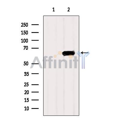 Валидация Affinity DF3074 - 13811