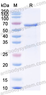 Валидация AntibodySystem YVV23001