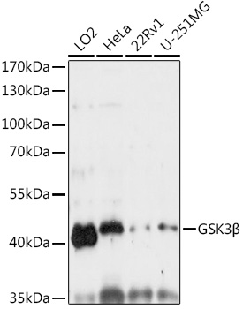 A6164, вестерн-блоттинг, различные лизаты (13460)