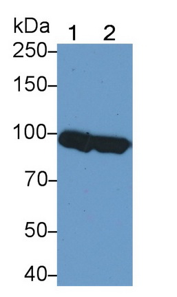 62853