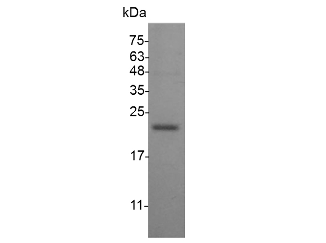 Валидация Elabscience PKSM041492(5352)