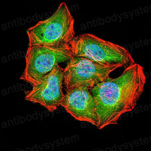 Валидация IF - AntibodySystem RHH53102