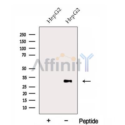 Валидация Affinity DF12981 - 7756