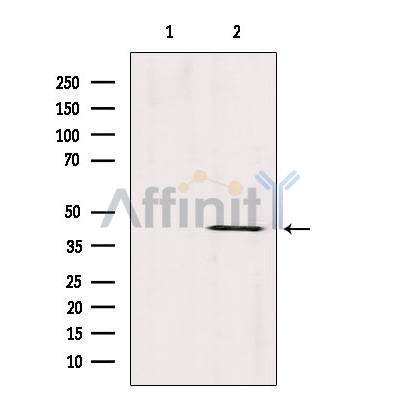 Валидация Affinity DF9142 - 21481