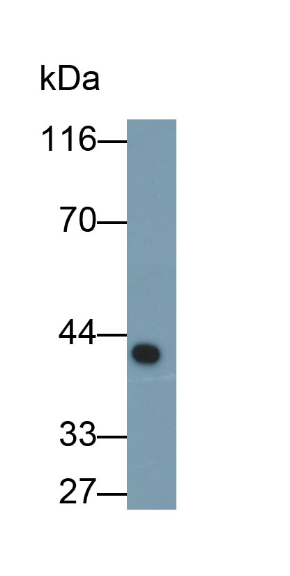 53146