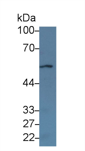 17486