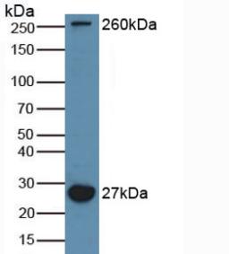 5644