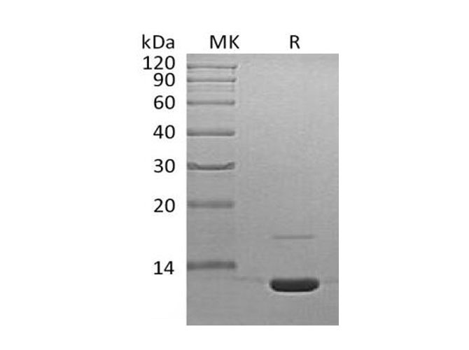 Валидация Elabscience PKSM040989(4926)