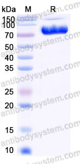 EHD14802, SDS-PAGE