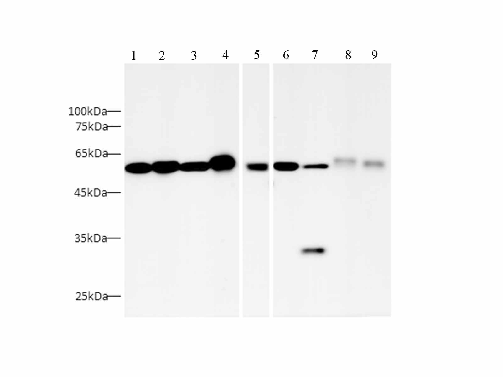 Валидация Elabscience AN00293HP