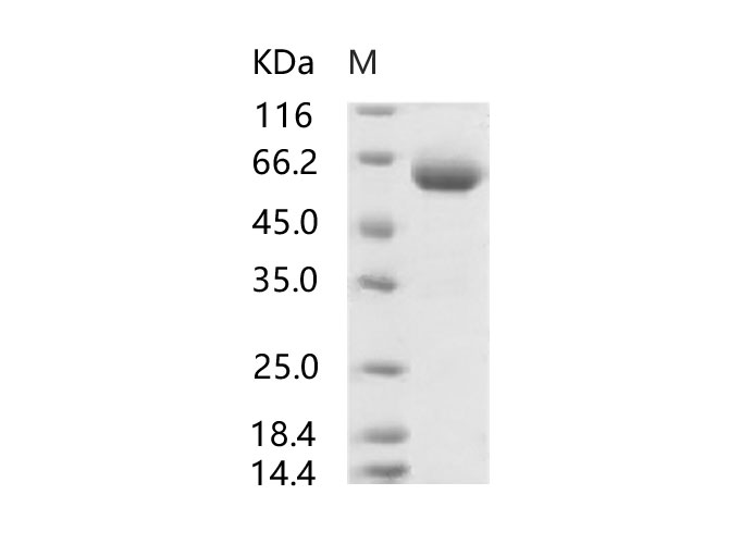 Валидация Elabscience PKSV030106(5882)