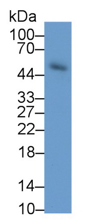 64916