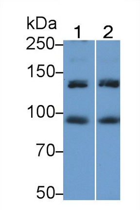 5187