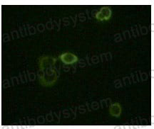 Валидация IF - AntibodySystem RHE36602