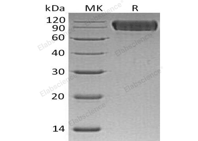 Валидация Elabscience PKSH032798(3217)