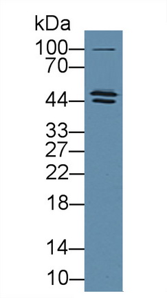 12790