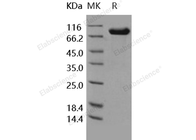 Валидация Elabscience PKSH031827(2456)