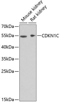 Валидация Elabscience E-AB-60583