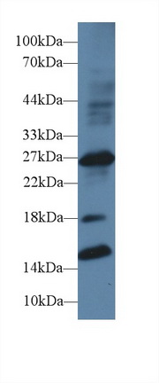 13630