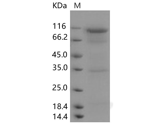 Валидация Elabscience PKSH033811(4080)