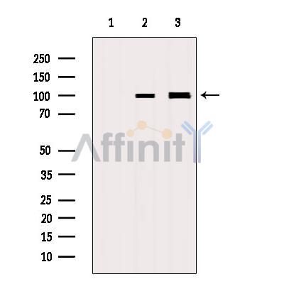 Валидация Affinity DF2444 - 13063