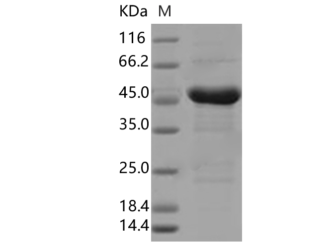 Валидация Elabscience PKSV030355(6092)