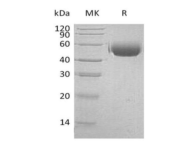Валидация Elabscience PKSH033525(3827)
