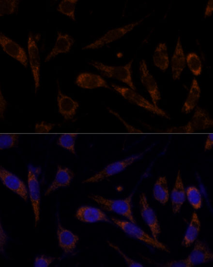 Валидация Elabscience E-AB-61161