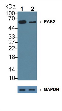 12229